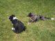 Excelentes cachorros Border collie, Blanco y Negro y Blue