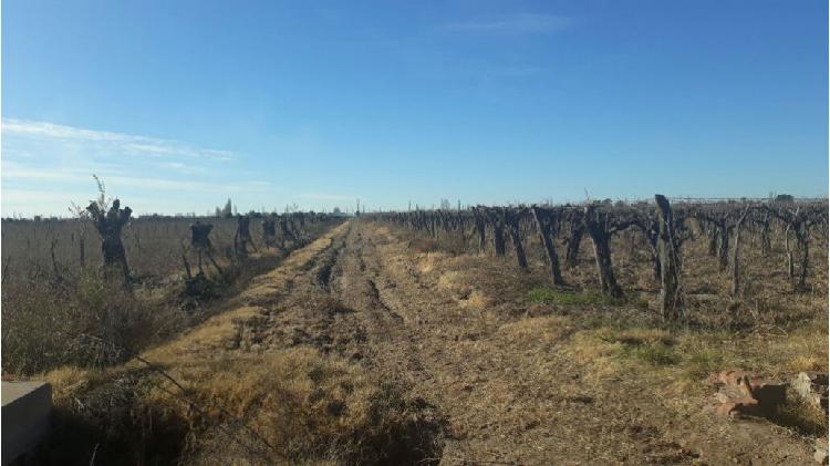 Finca 20 hectáreas Rivadavia Mendoza