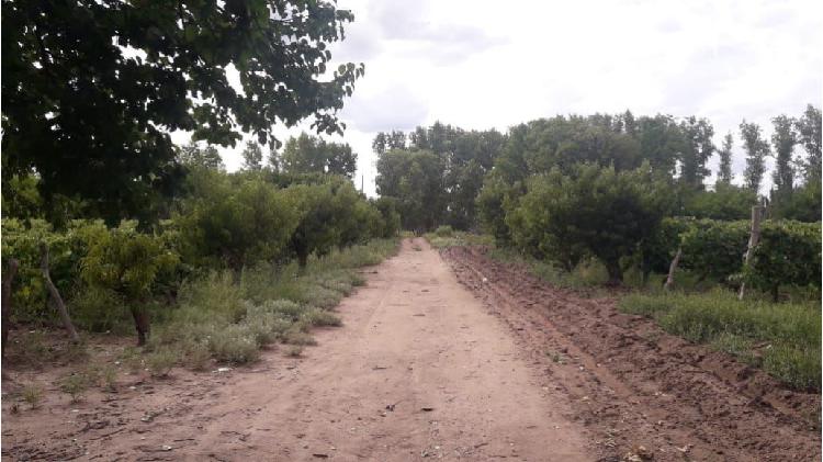 Finca en La Dormida de 12 ha. con Derecho de Riego