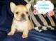 Hermosos cachorros de bulldog frances en venta - Buenos