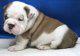 Precioso cachorro de Bulldog ingles pura raza gris y blanco