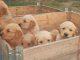 Sand trond presenta sus nuevos cachorros... Samoyedo, lasha
