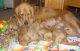 Vendo Cachorros Golden retriever - Mar del Plata