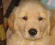 Vendo Hermosos Cachorros Golden Retriever - La Plata