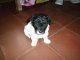 Vendo caniche toy - Corrientes