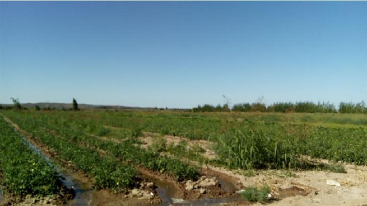 finca en Carrizal