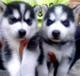 hermosos cachorros Husky X German Shepard para adopción -