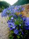 Vendo plantas: agapantos azules - Cosquín
