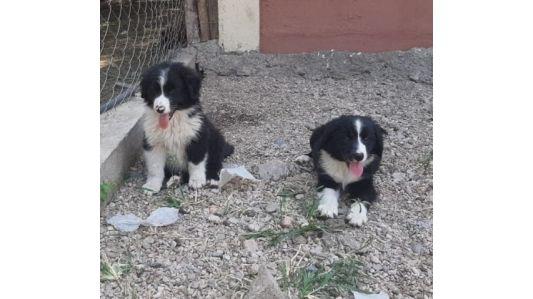 AmoMisMascotas BORDER COLLIE cachorros