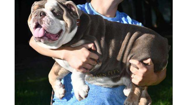 Bulldog ingles exótico Lilac Tricolor Servicio de Stud -