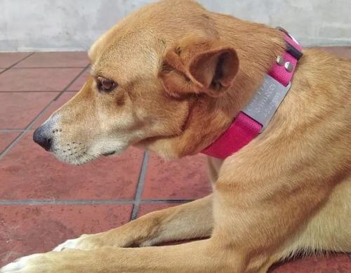 Collar Regulable 3cm Liso + Chapita Pasante Perro Med Grande