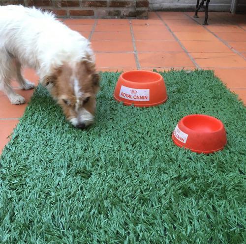 Alfombra Canina (con Correa De Regalo)