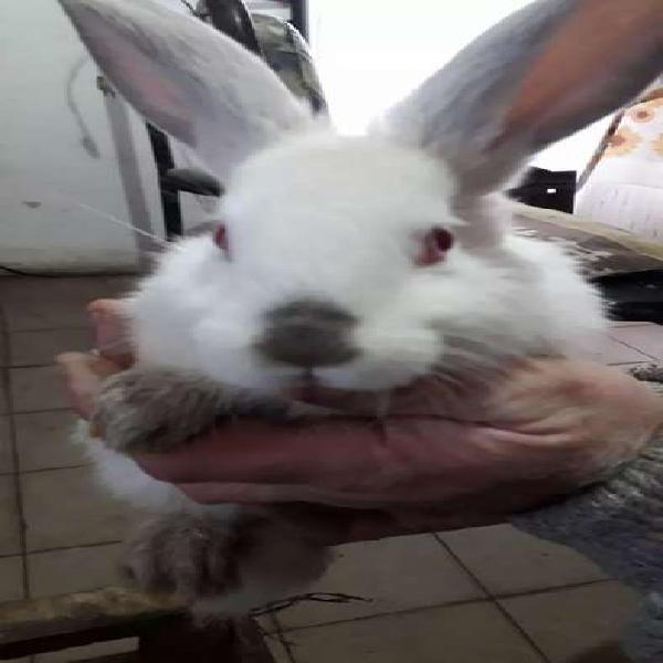 Vendo conejos