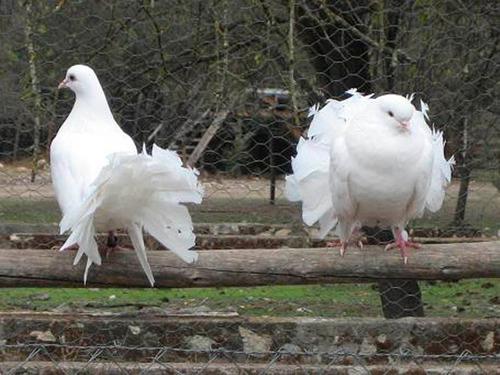 Palomas Abanicos En Total 24 ! Oferta ! Varios Colores