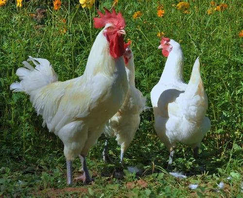 Pollos De Campo Organicos