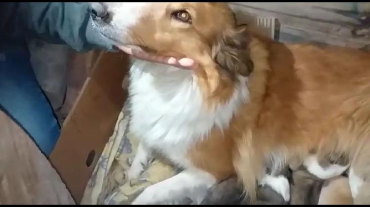 Collie Rough (Lassie) Cachorritas únicamente hembritas