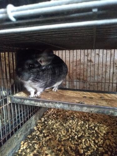 Chinchillas