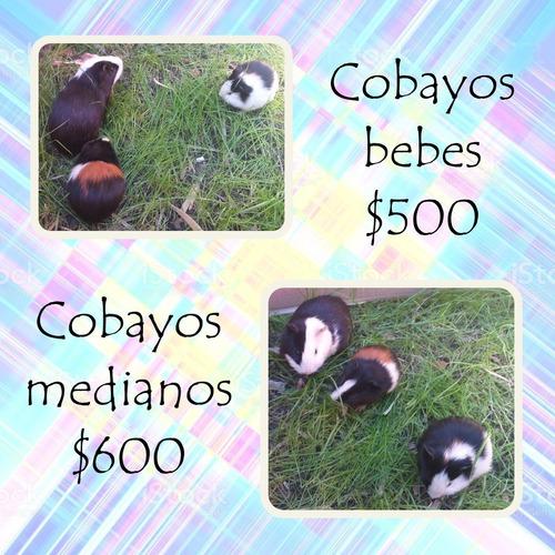 Cobayos, Cuy, Cuyo, Conejillo De Indias Bebé Y Medianos