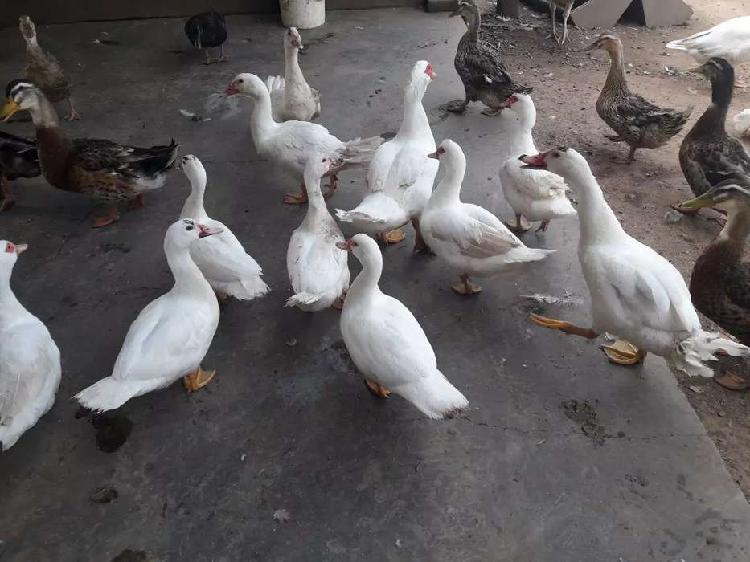 Patos Criollos