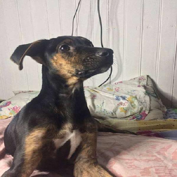 Cachorro macho de 6 meses en adopción