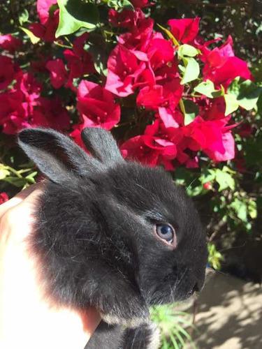 Conejitos Negros