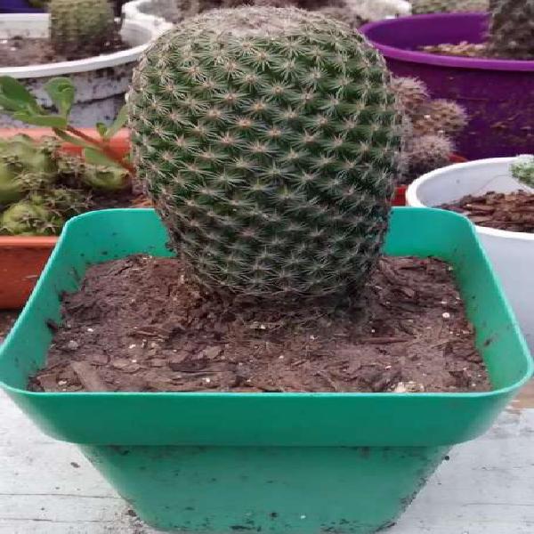 Cactus en maceta N8