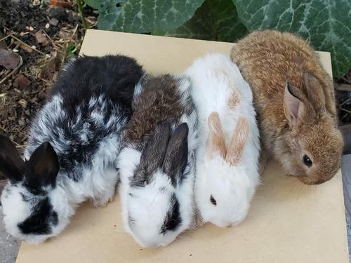 Conejos Bebés