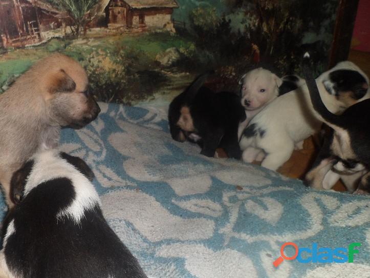 Adoptar perritos en Pereyra, El Pato, Seguí, Villa Elisa