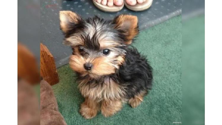 cachorros yorkshire terrier