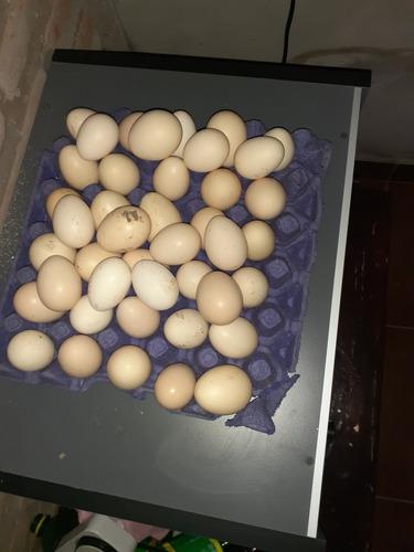 30 Huevos De Gallinas De Campo Alimentadas A Maíz,