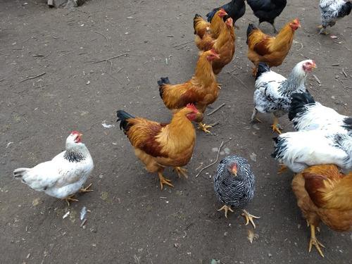 Gallos De Raza