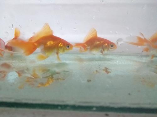 Goldfish 4 Cm