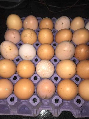 Huevos Fértiles De Ponedoras Coloradas
