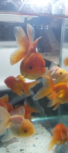 Peces Orandas Venta Mínima 10