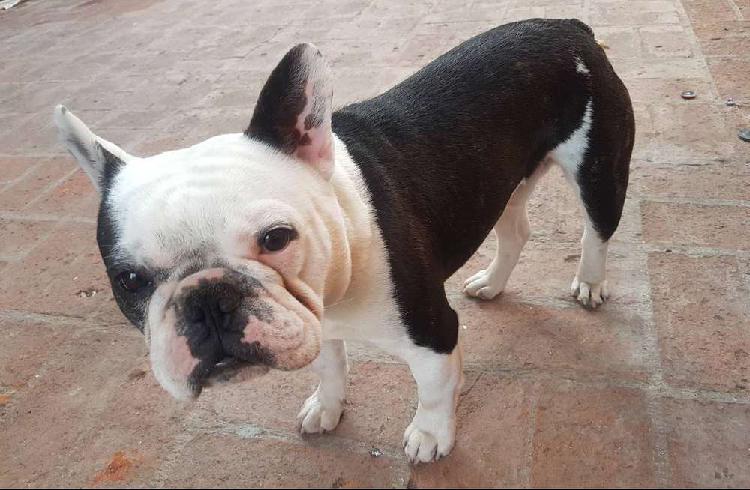 Bulldog frances Busca Novia!!