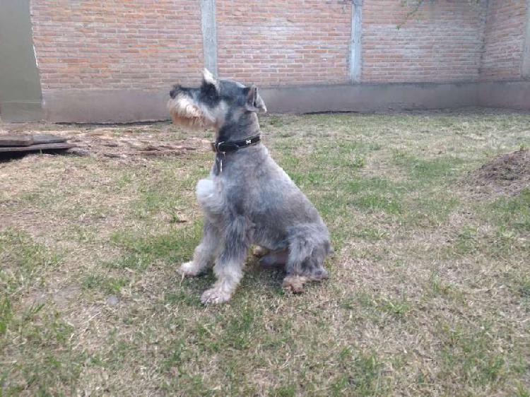 Busca Novia Schanuzer mini macho