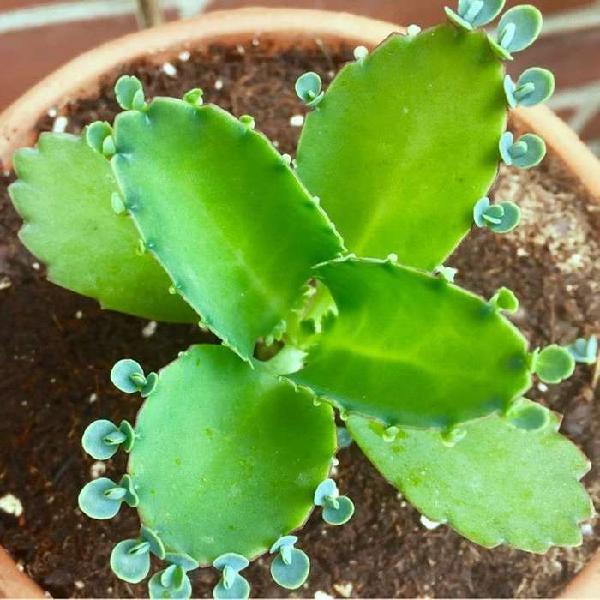 Plantines de kalanchoe