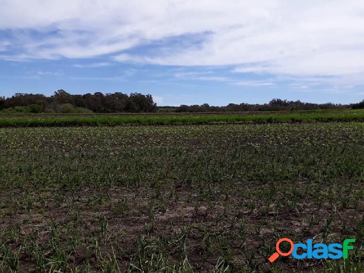 LATORRE PROP. VENDE CAMPO DE 10 HECTAREAS POR LA RUTA 226 -