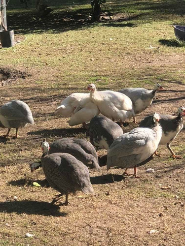 Gallinas De Guineas