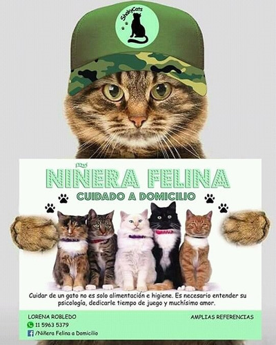 Niñera Felina A Domicilio.