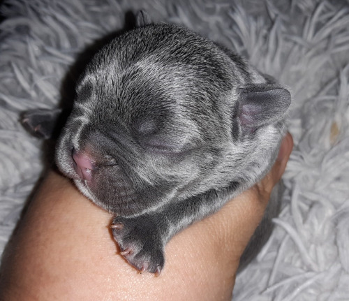 Cachorros Bulldog Frances Pied Blue