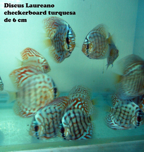 Discus Laureano Checkerboard Turquesa De 6 Cm.