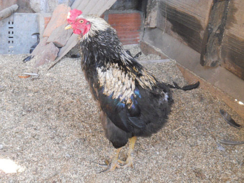 Gallo Kollonco Araucano