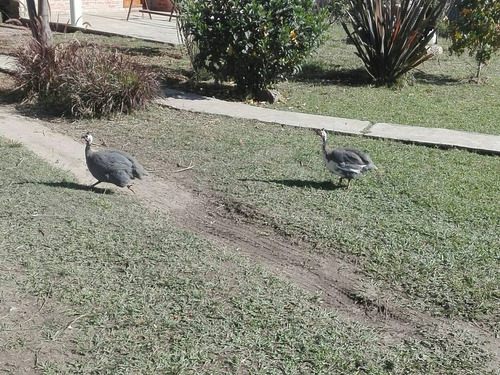 Guineas Gallinetas