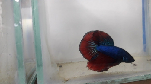 Peces Betta Plakat Marmol