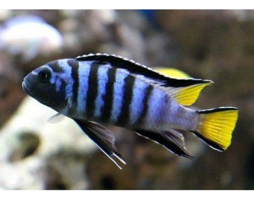 Pseudotropheus Elongatus Mpanga