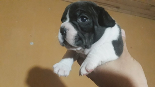 Seña Bulldog Frances E Ingles..