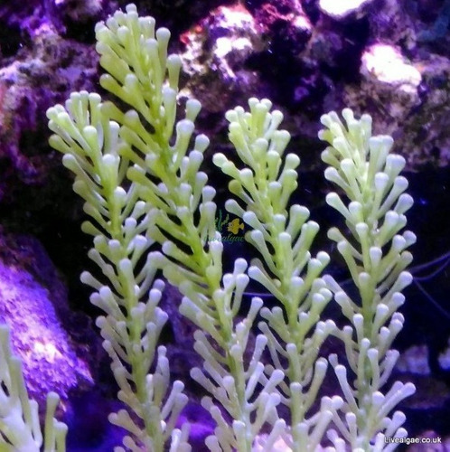 Alga Marina Caulerpa Cylindracea - Reduce No3 Nh4 Y Npo3
