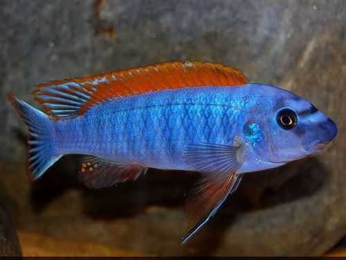 Ciclidos Africanos. Labeotropheus Trewavasae Red Top.