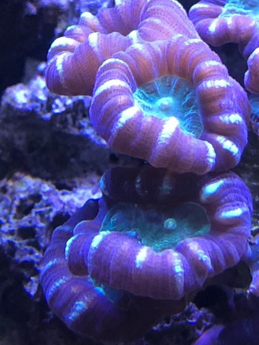 Coral Duro Caulastraea Furcata Acuario Marino Reef Corales